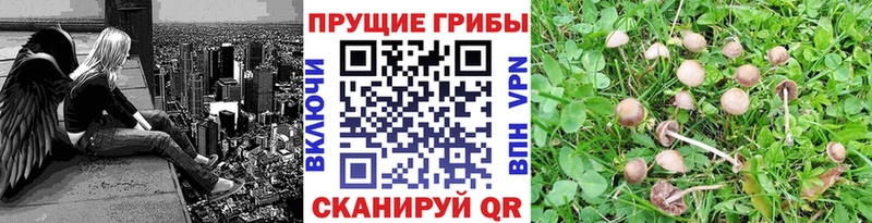 хочу наркоту  Лодейное Поле  hydra зеркало  Псилоцибиновые грибы Psilocybe 